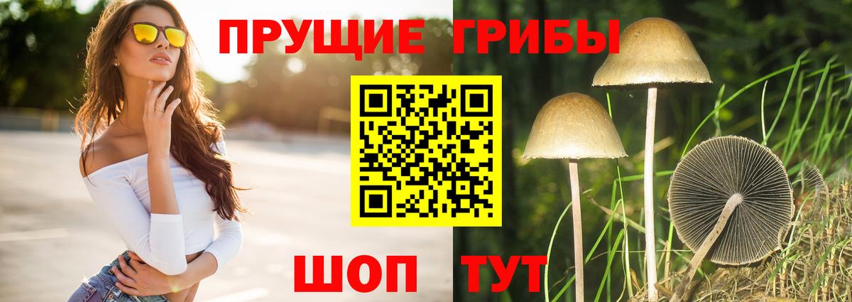 Галлюциногенные грибы Psilocybe  Вход с VPN  Губкинский 